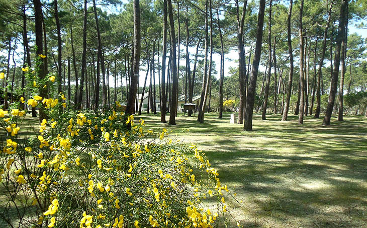 Nature campsite with camping pitches